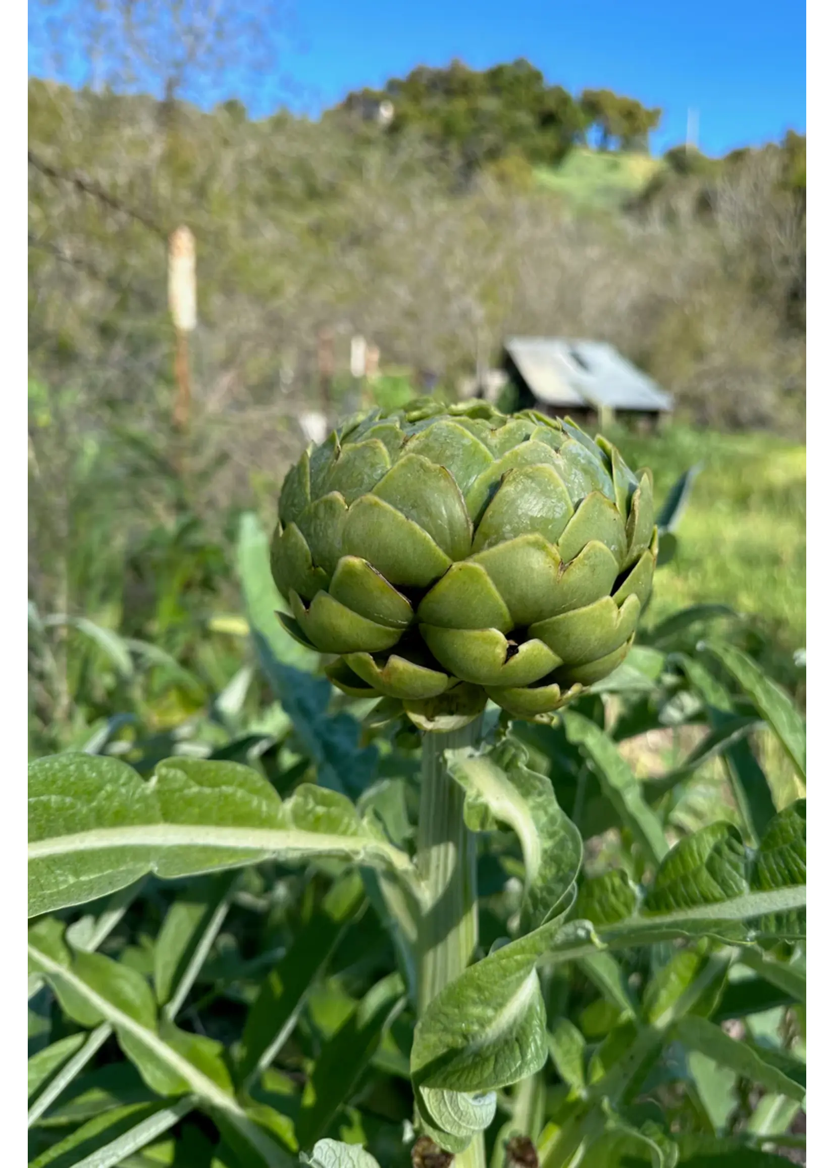 Plant Good Seed Company Artichoke - Green Globe