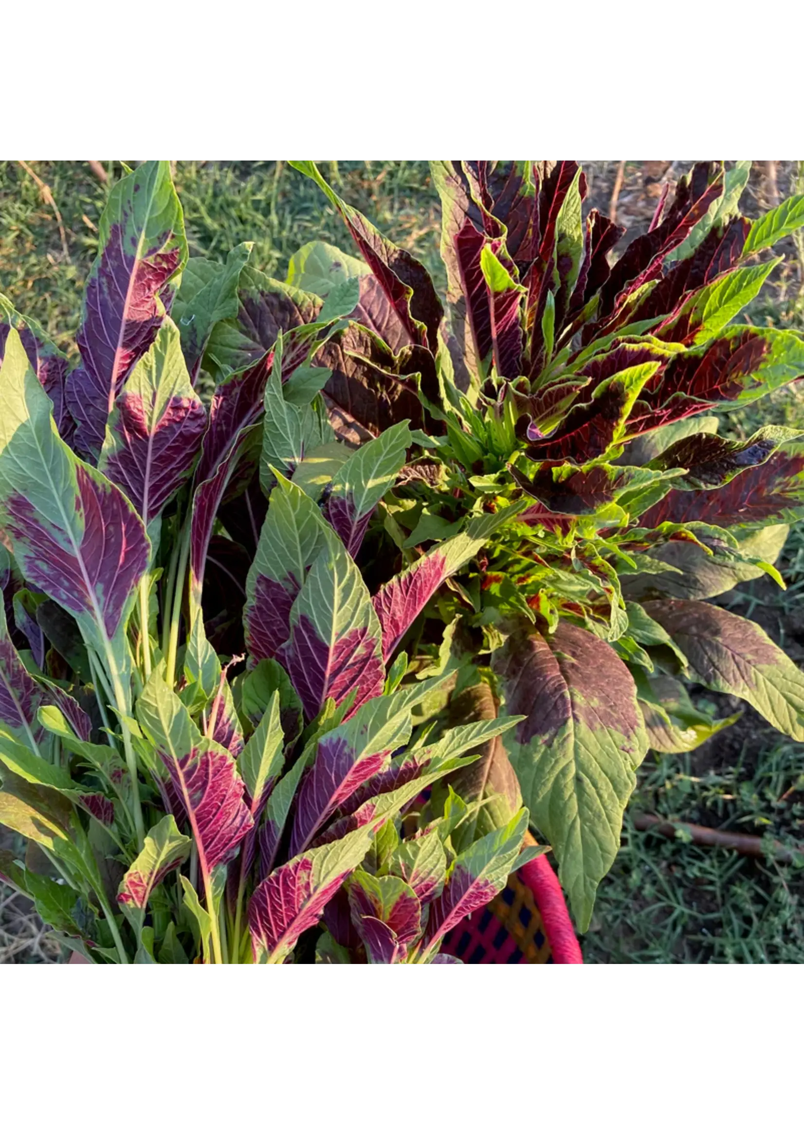 Plant Good Seed Company Amaranth - Red Callaloo Organic