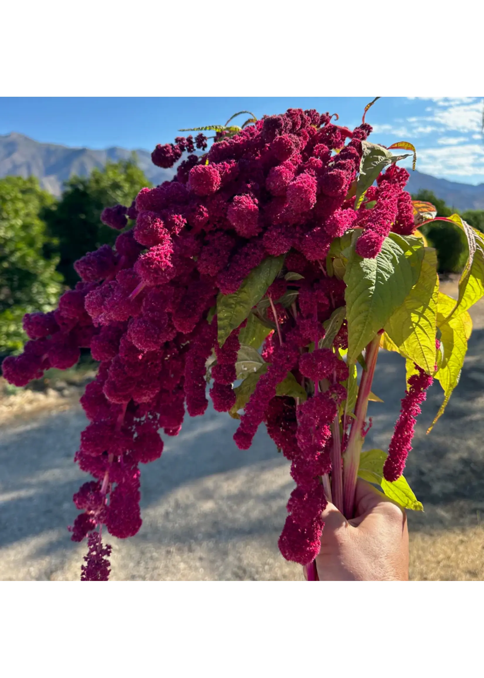 Plant Good Seed Company Amaranth - Dreadlocks Organic