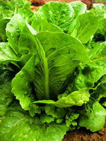 Quail Seeds Lettuce Dark Green Romaine