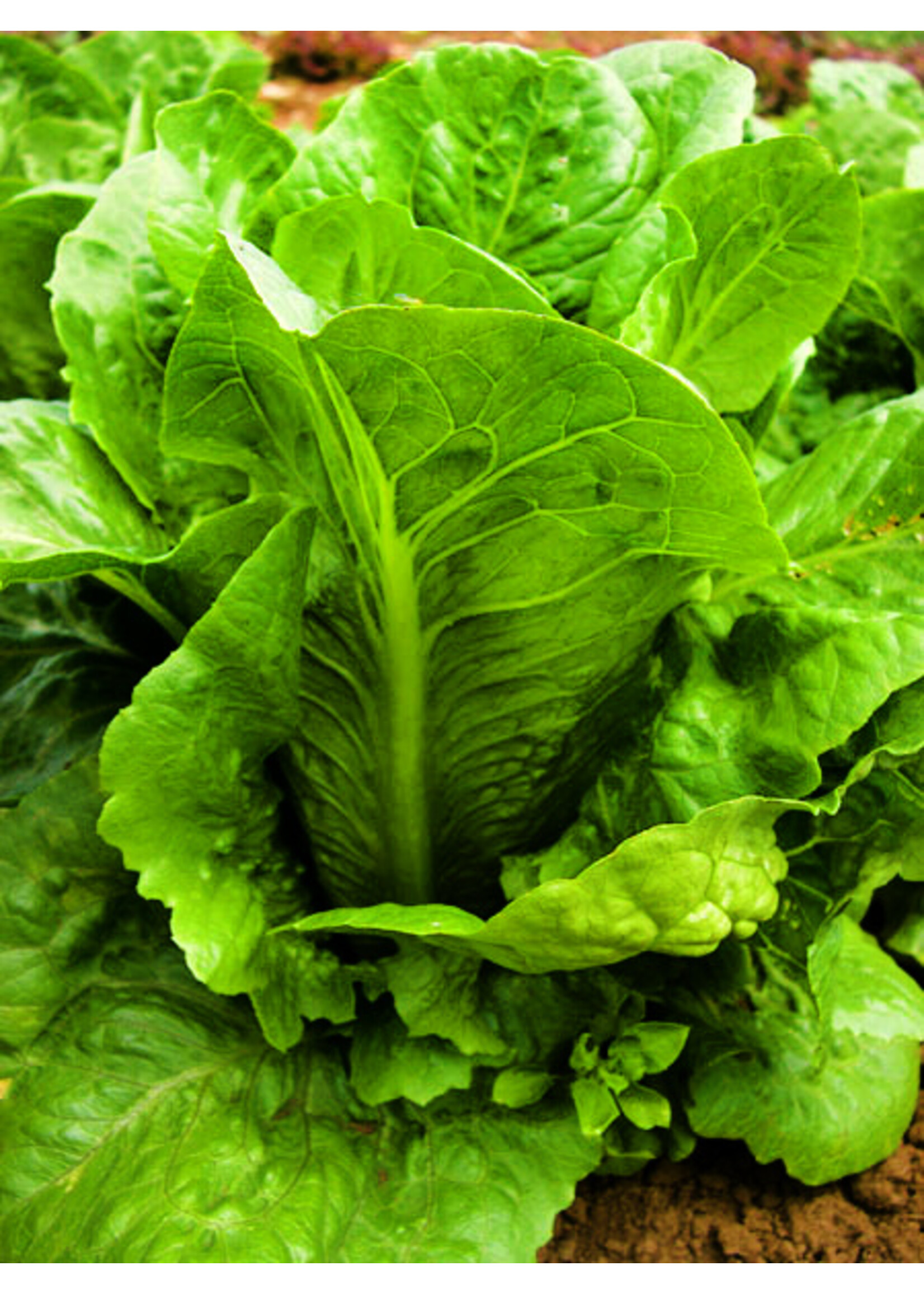 Quail Seeds Lettuce Dark Green Romaine