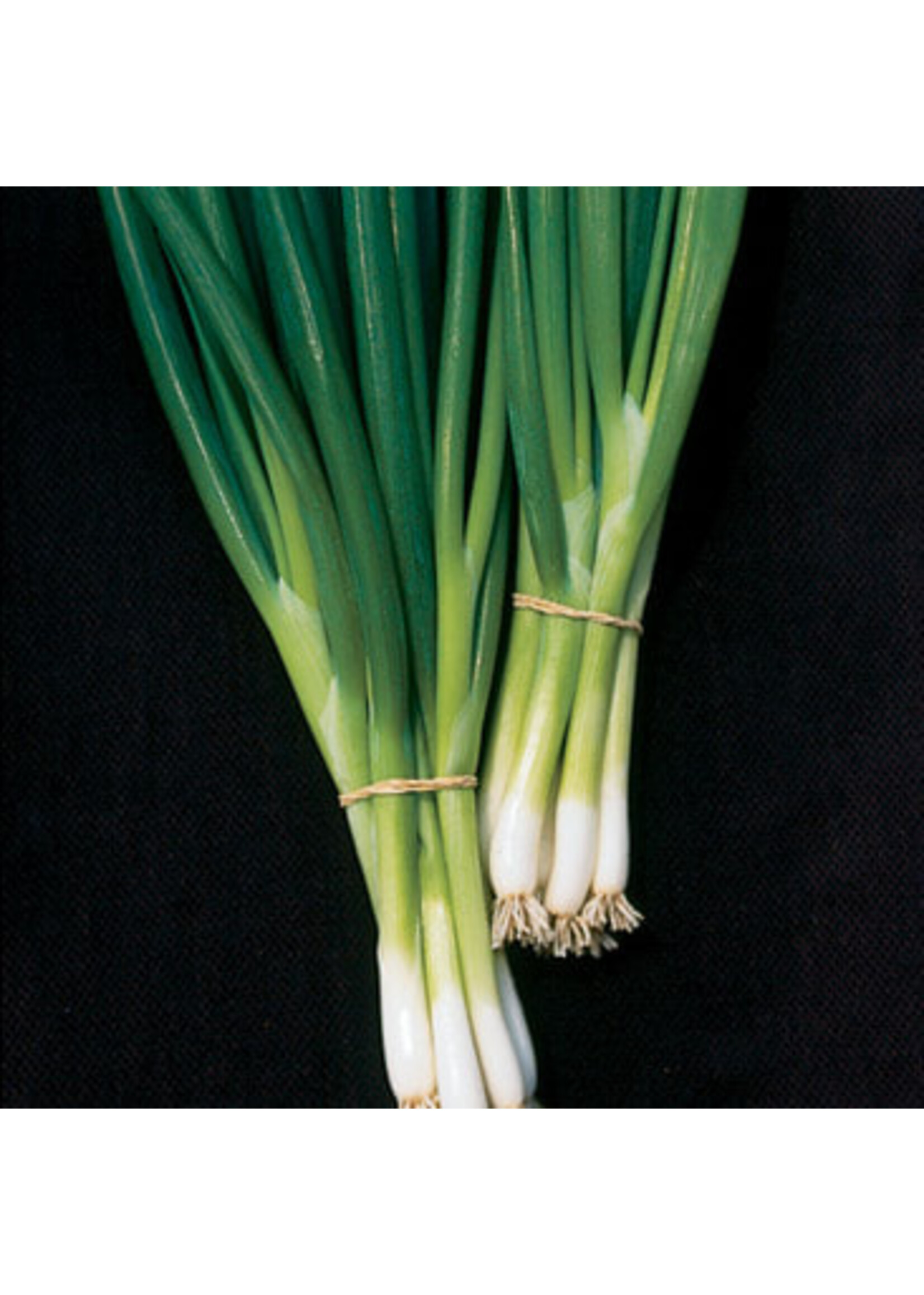 Quail Seeds Onion - Evergreen Perennial