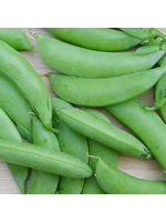 Quail Seeds Pea - Cascadia Snap