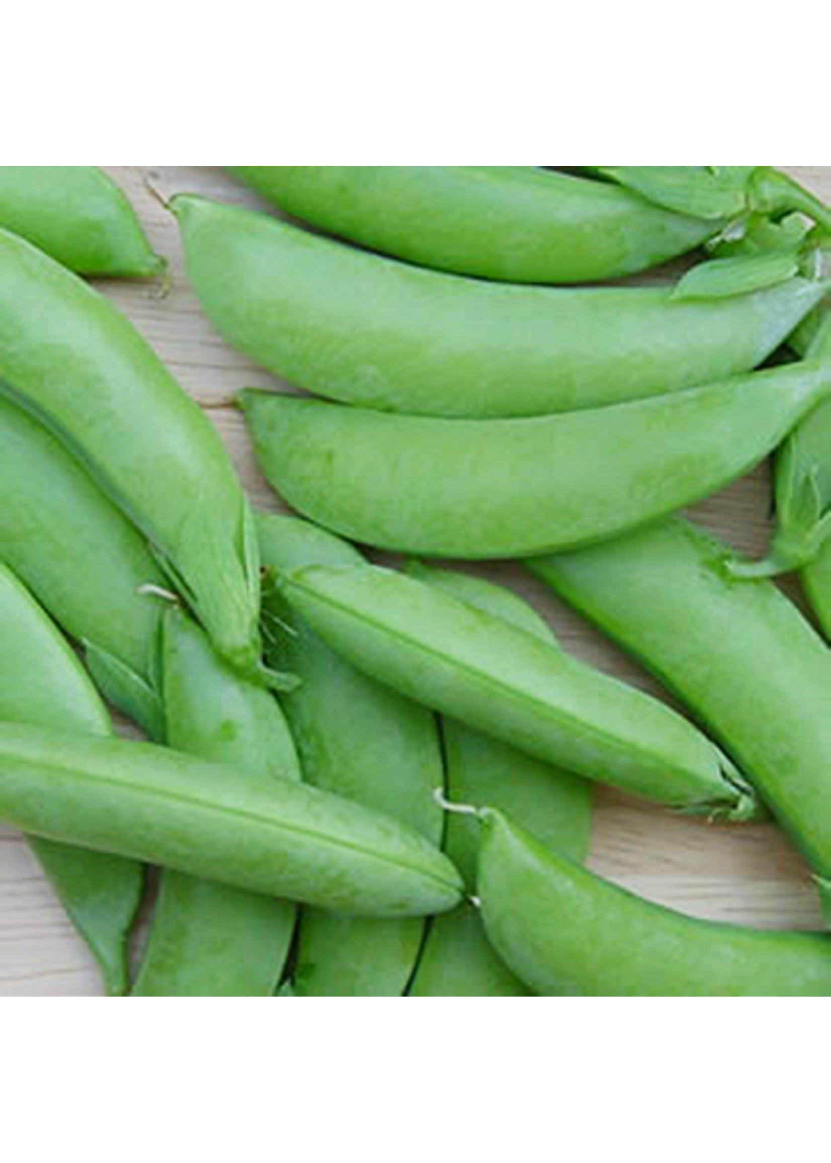 Quail Seeds Pea - Cascadia Snap