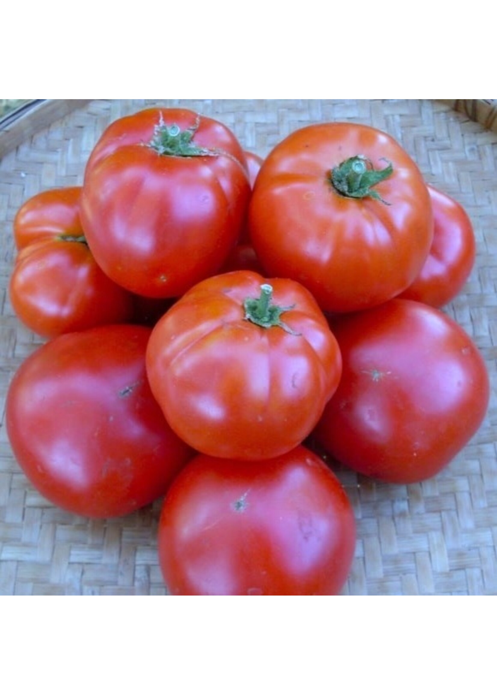 Quail Seeds Tomato - Siletz Determinate