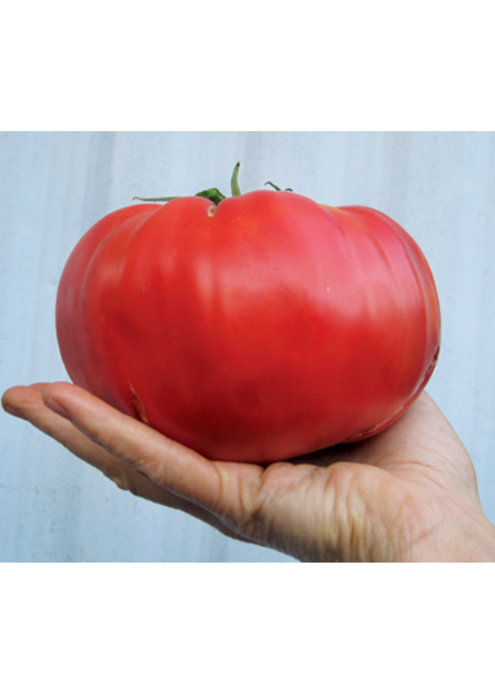 Quail Seeds Tomato - Brandywine Quail Seeds