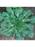 Quail Seeds Tatsoi Asian Greens