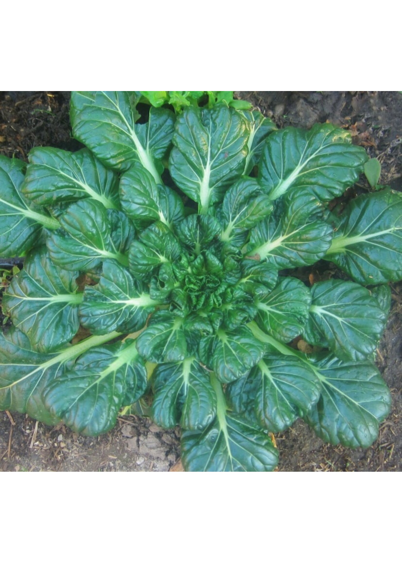 Quail Seeds Tatsoi Asian Greens