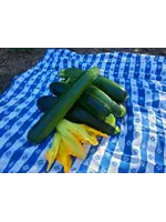 Quail Seeds Zucchini - Dark Star - Quail Seeds