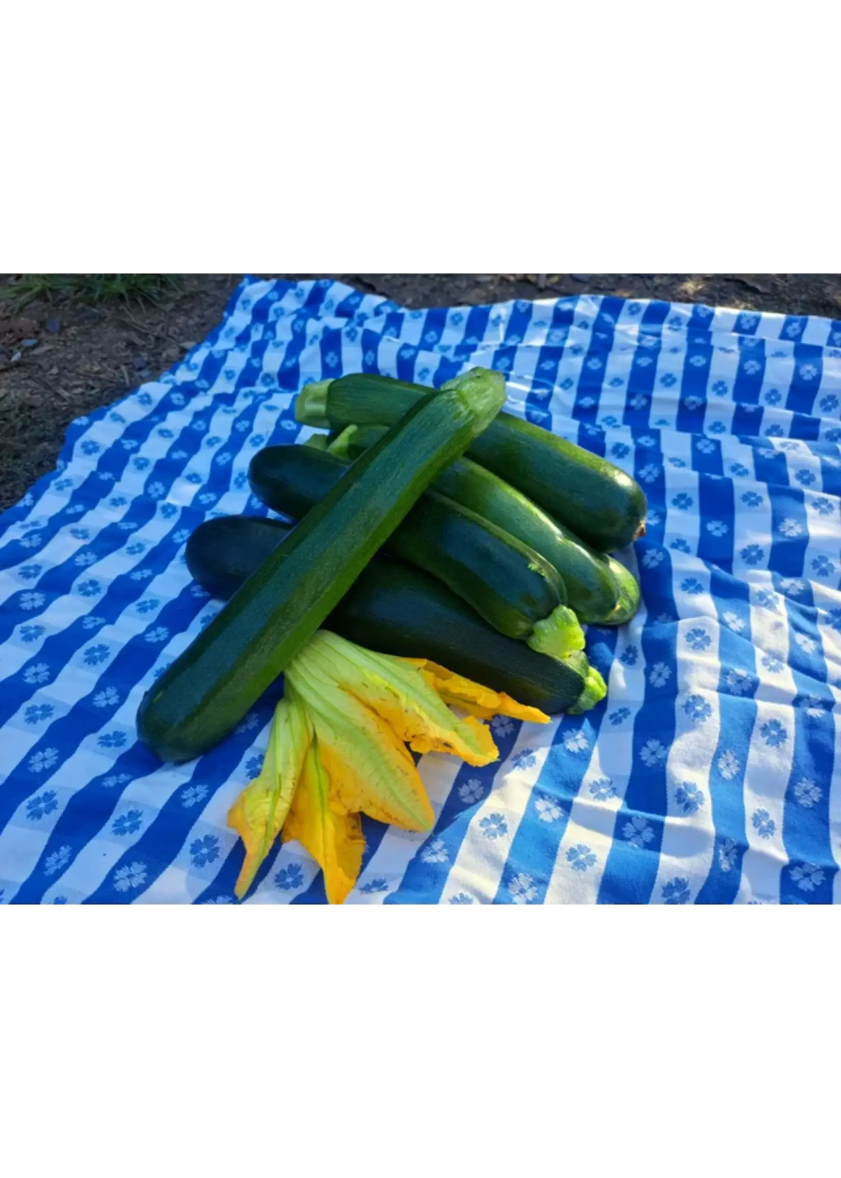 Quail Seeds Zucchini - Dark Star - Quail Seeds