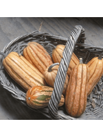 Quail Seeds Squash - Candystick Dessert Delicata - Quail Seeds
