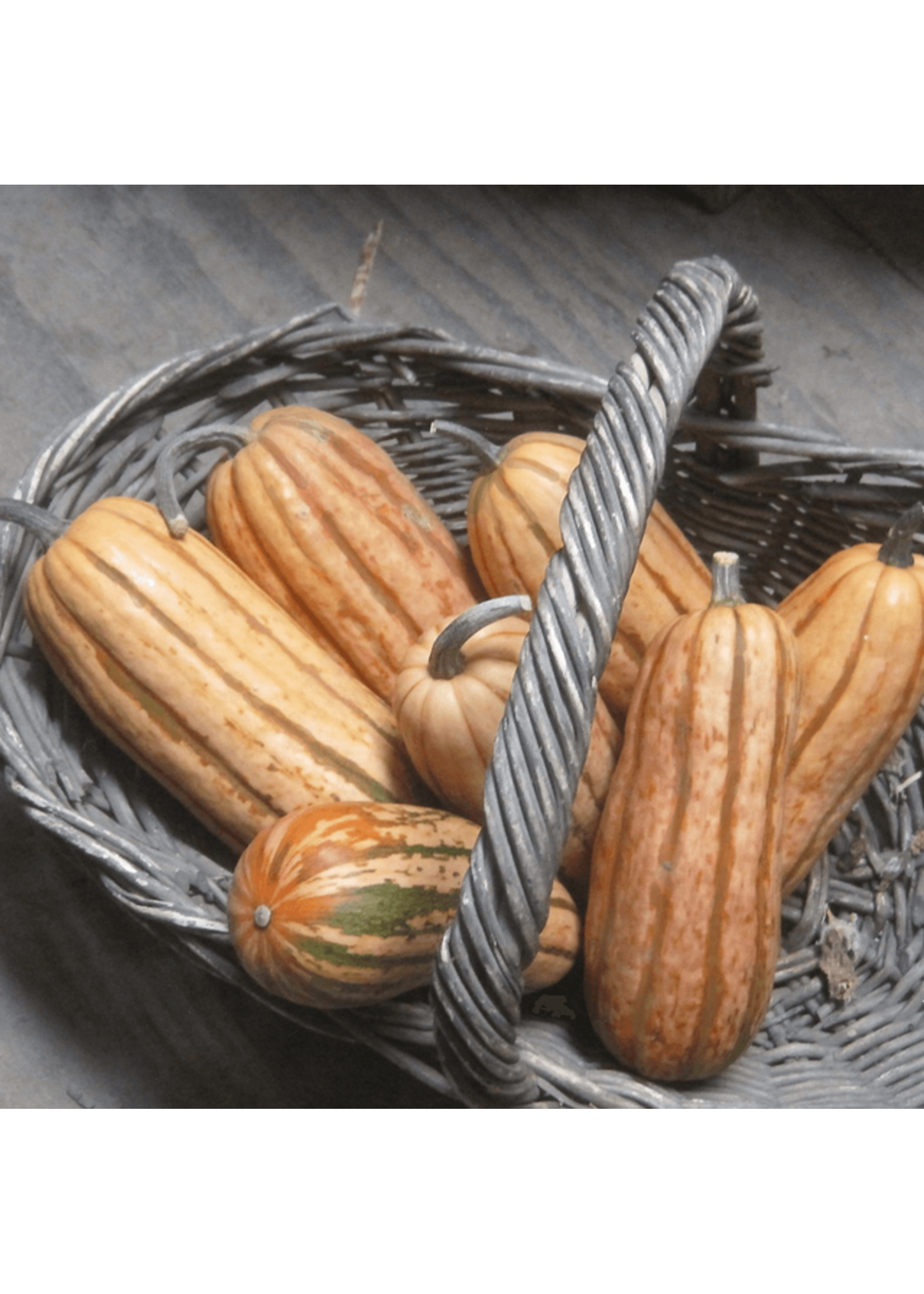 Quail Seeds Squash - Delicata