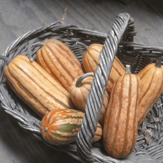 Squash Rasa Squash - Delicata - RASA Garden Supply Company