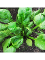 Quail Seeds Spinach - Monster of Viroflay - Quail Seeds