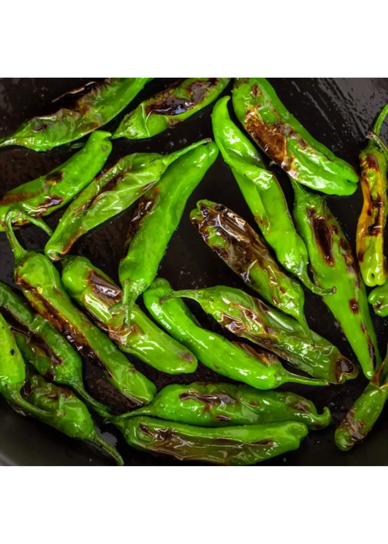 Quail Seeds Pepper - Shishito - Quail Seeds