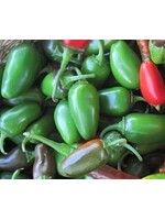 Quail Seeds Pepper - Early Jalapeno - Quail Seeds