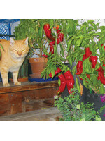 Quail Seeds Pepper - Sweet Corno di Toro