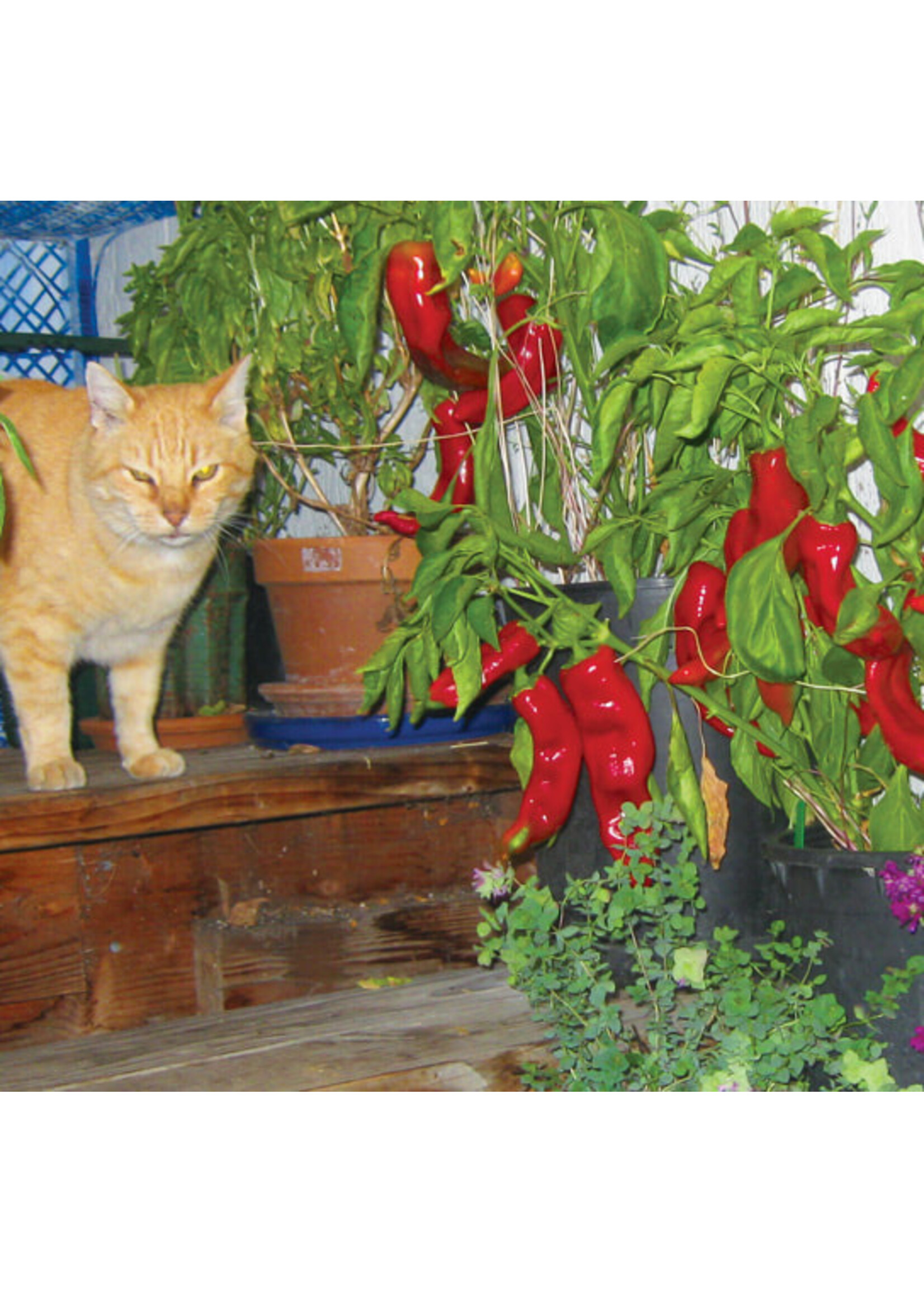 Quail Seeds Pepper - Sweet Corno di Toro