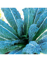 Quail Seeds Kale - Lacinato (Dinosaur) - Quail Seeds