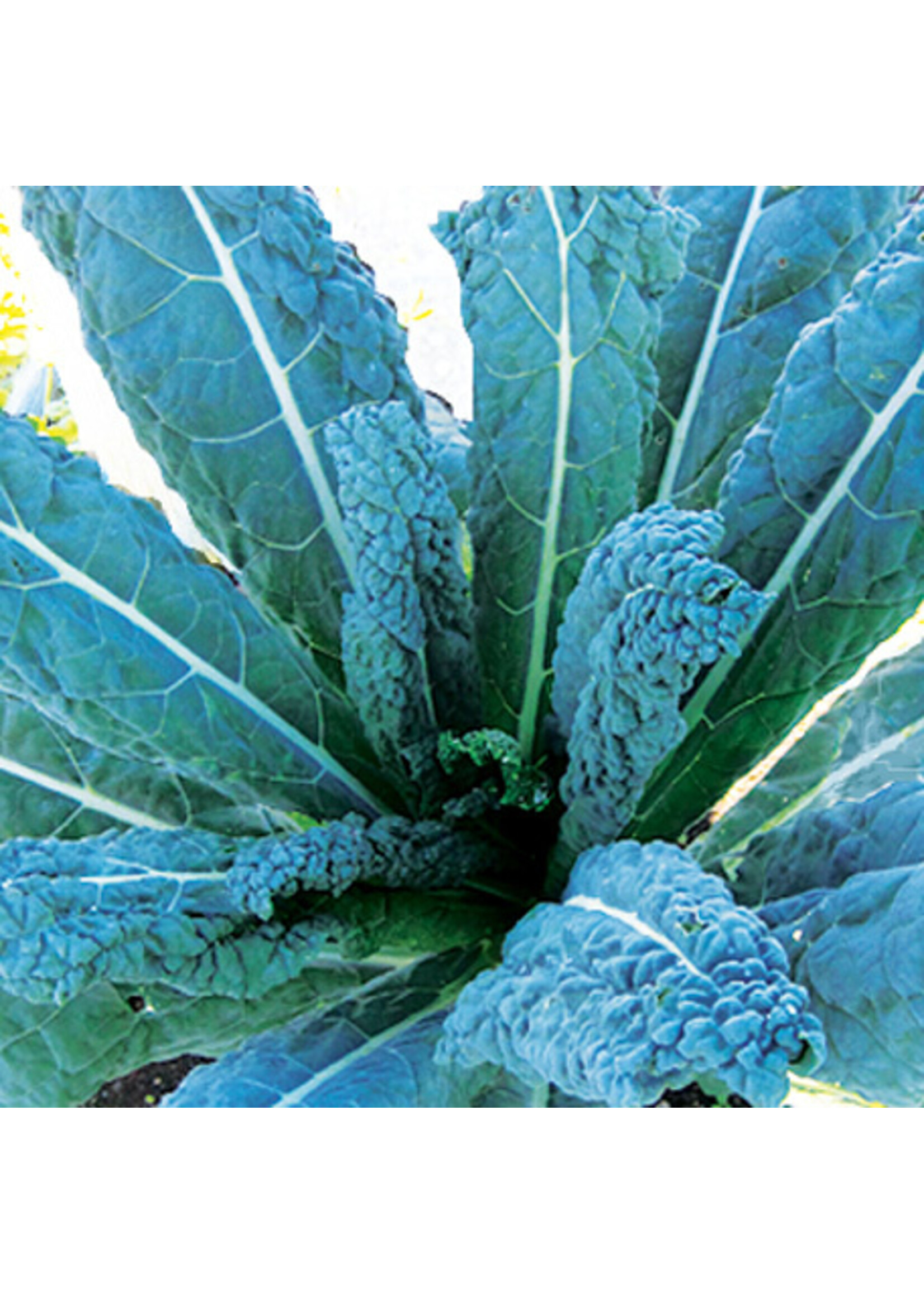 Quail Seeds Kale - Lacinato (Dinosaur) - Quail Seeds