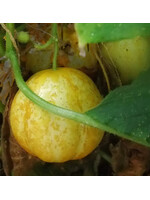 Quail Seeds Cucumber - Lemon - Quail Seeds