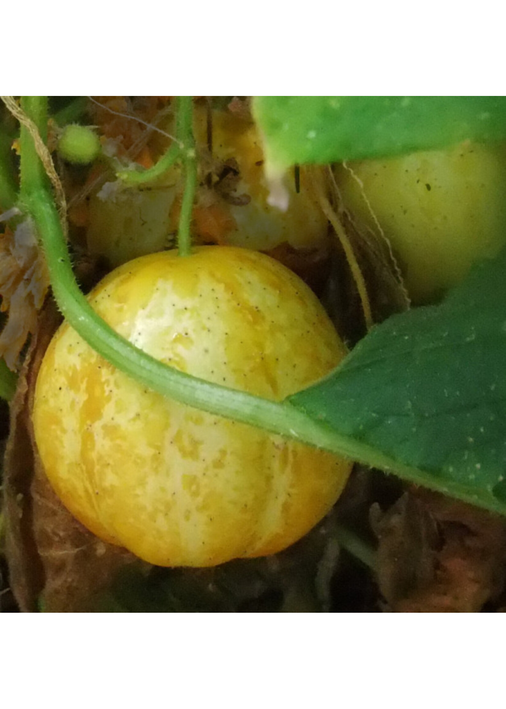 Quail Seeds Cucumber - Lemon