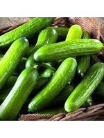 Quail Seeds Cucumber - Persian - Quail Seeds