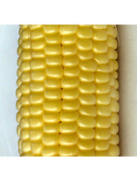 Quail Seeds Corn - Sweet Top Hat