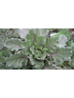 Quail Seeds Collards - Old Timey Blue