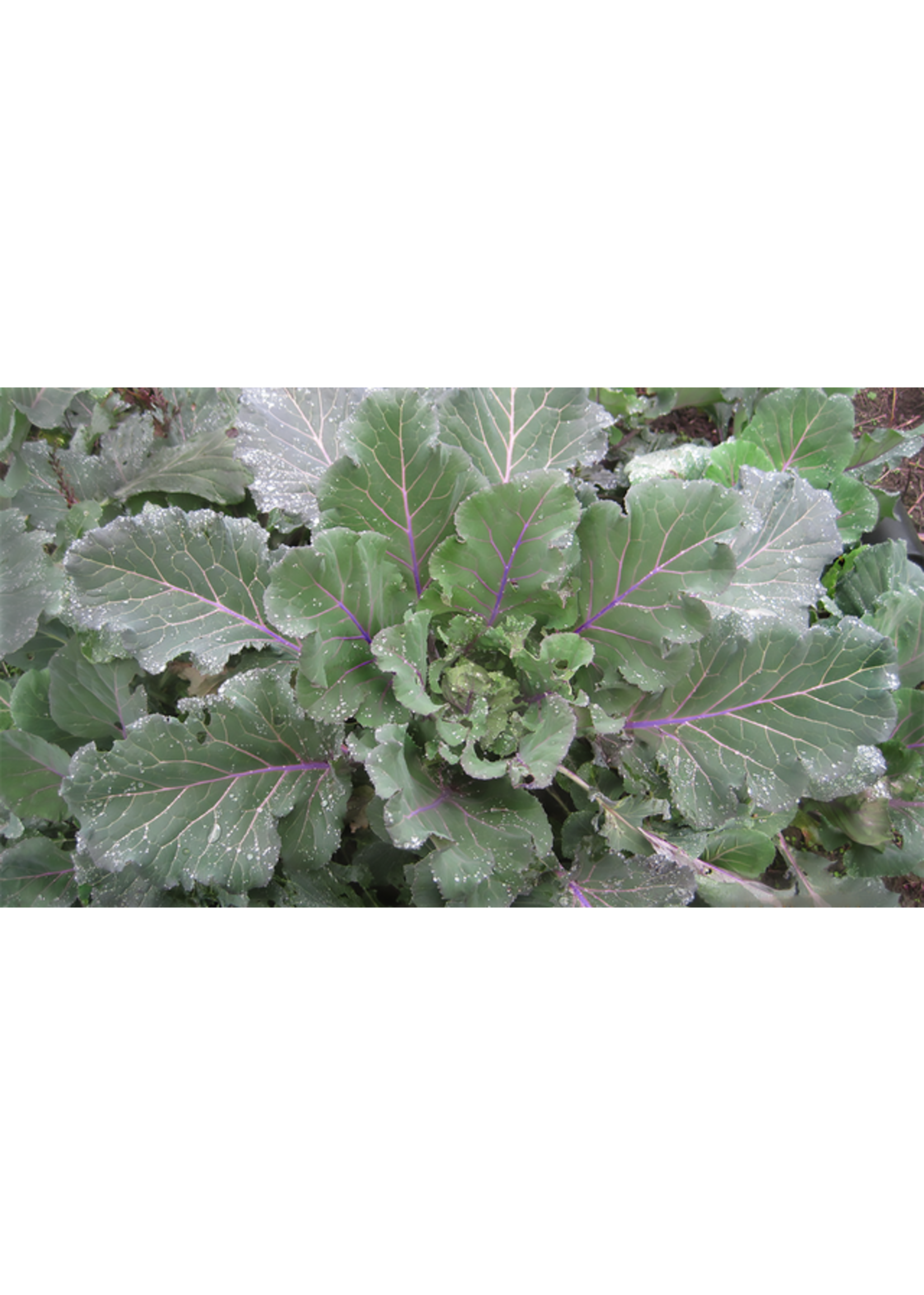 Quail Seeds Collards - Old Timey Blue