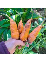 Quail Seeds Carrot - Red Cored Chantenay