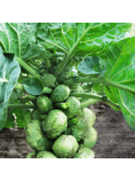 Quail Seeds Brussel Sprouts - Early Half Tall