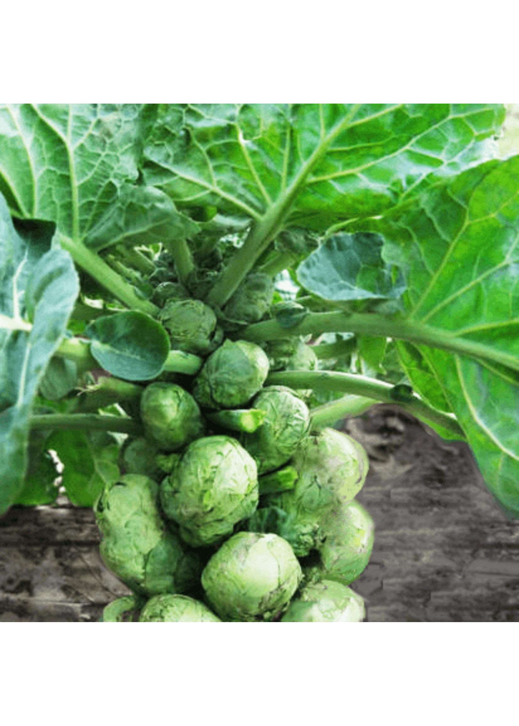 Quail Seeds Brussel Sprouts - Early Half Tall