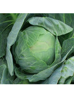 Quail Seeds Cabbage - Primo