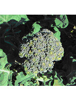 Quail Seeds Broccoli - Solstice
