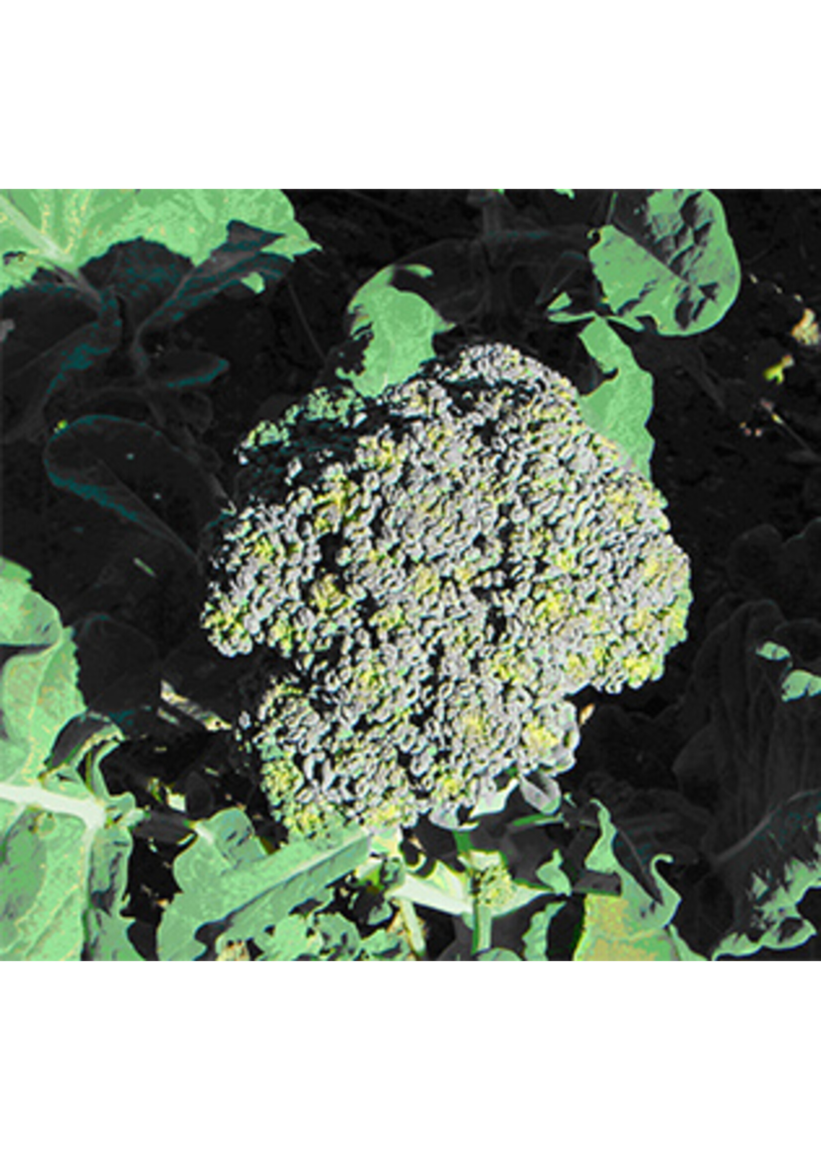 Quail Seeds Broccoli - Solstice