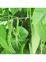 Quail Seeds Pole Bean - Rattlesnake