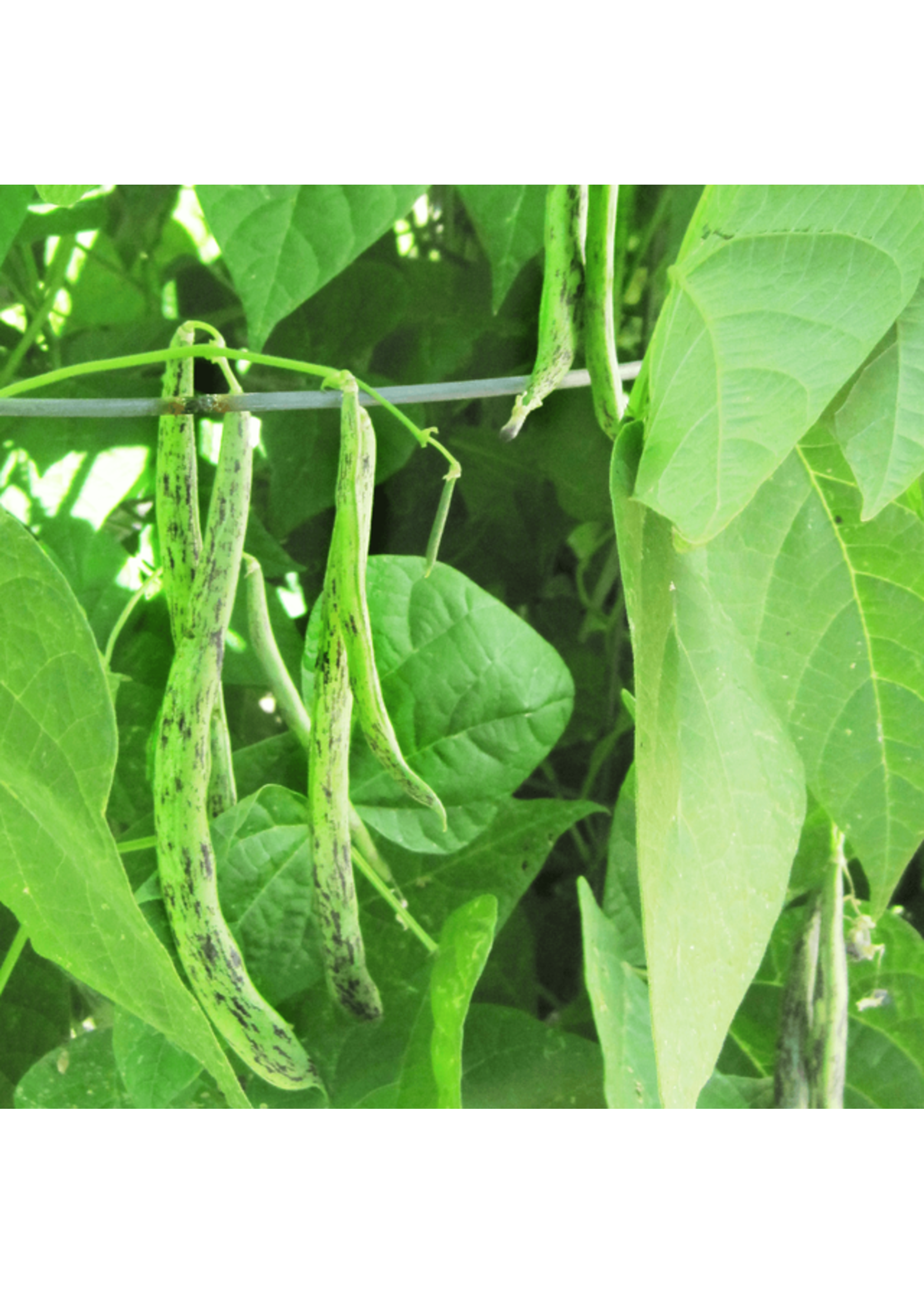 Quail Seeds Pole Bean - Rattlesnake