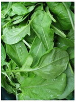 Quail Seeds Arugula - Astro Salad