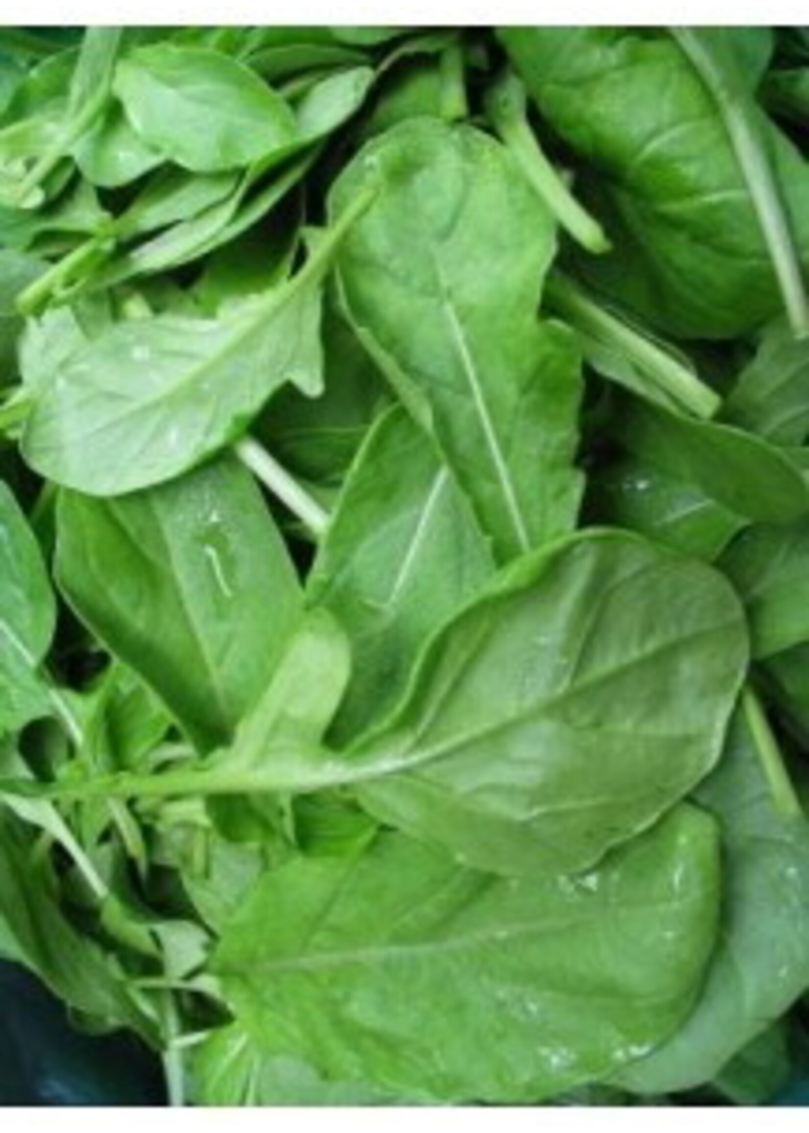 Quail Seeds Arugula - Astro Salad