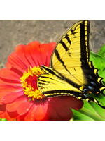 Quail Seeds Zinnia - California Giants Mix - Quail Seeds