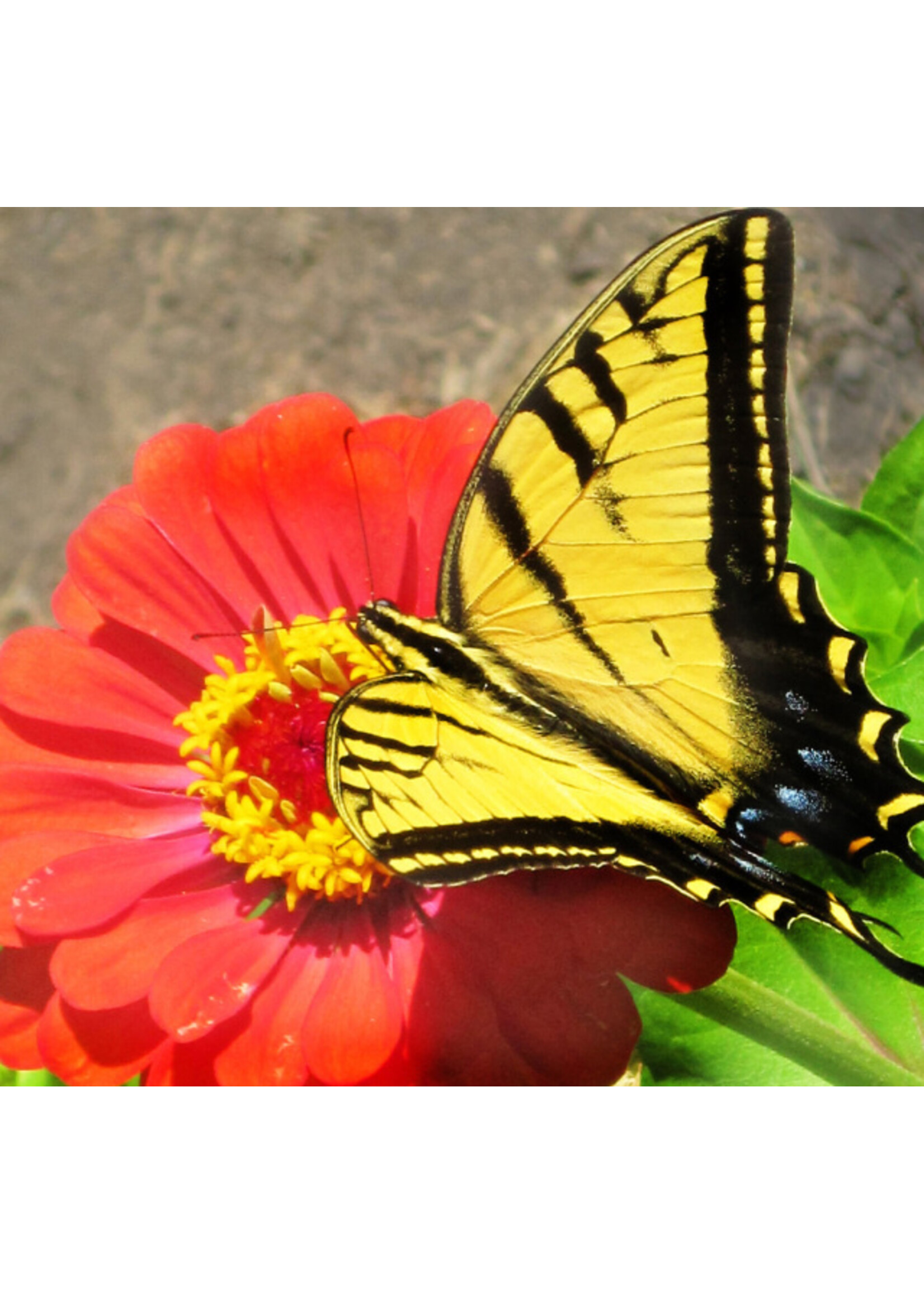 Quail Seeds Zinnia - California Giants Mix