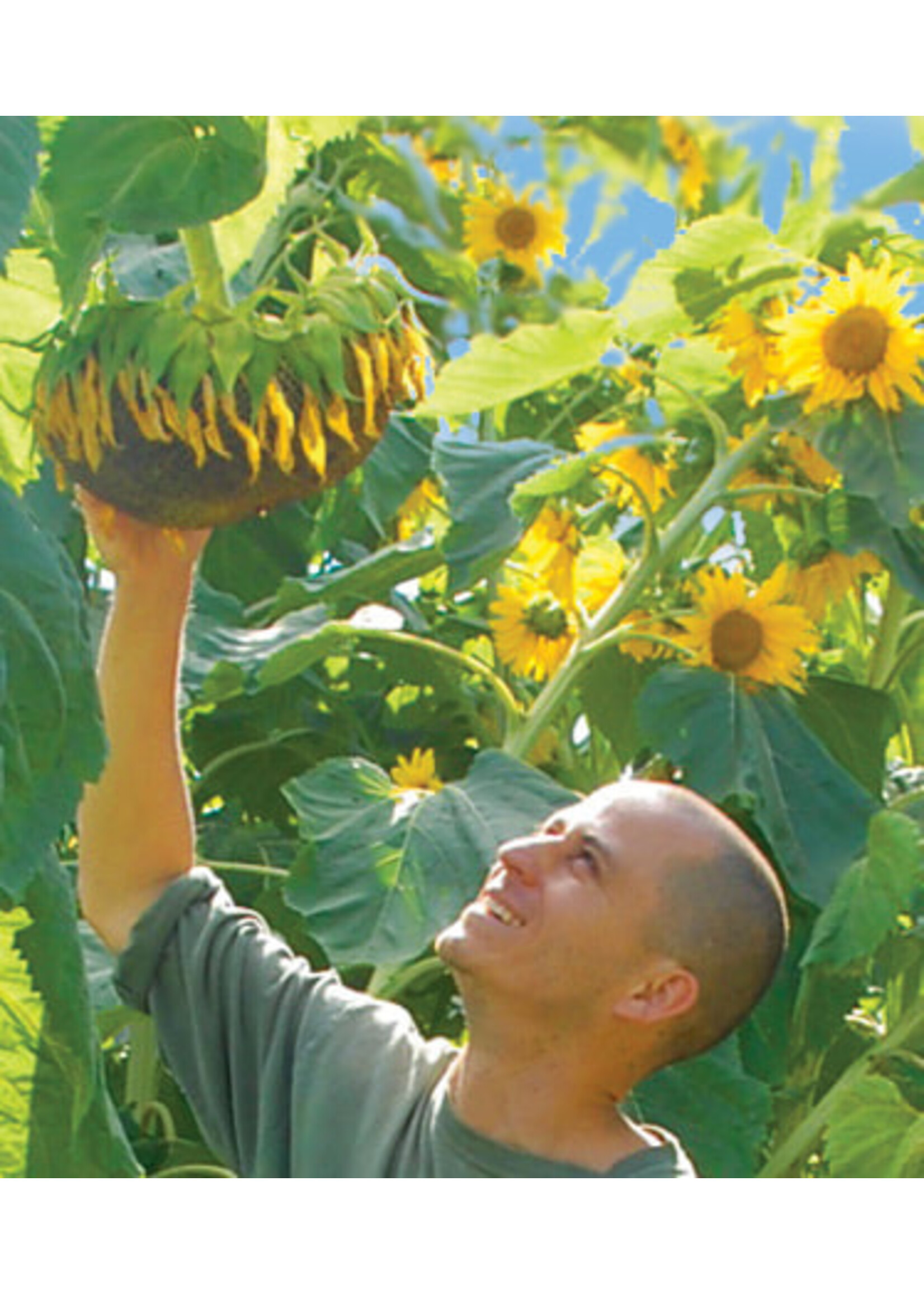 Quail Seeds Sunflower - Mammoth
