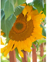 Quail Seeds Sunflower - Mammoth