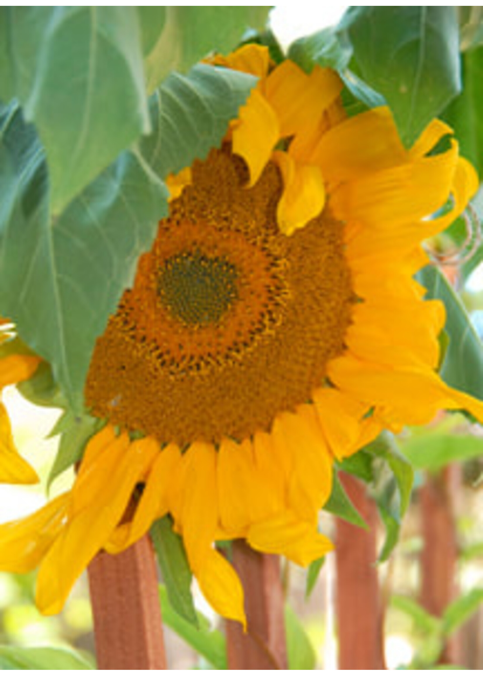 Quail Seeds Sunflower - Mammoth