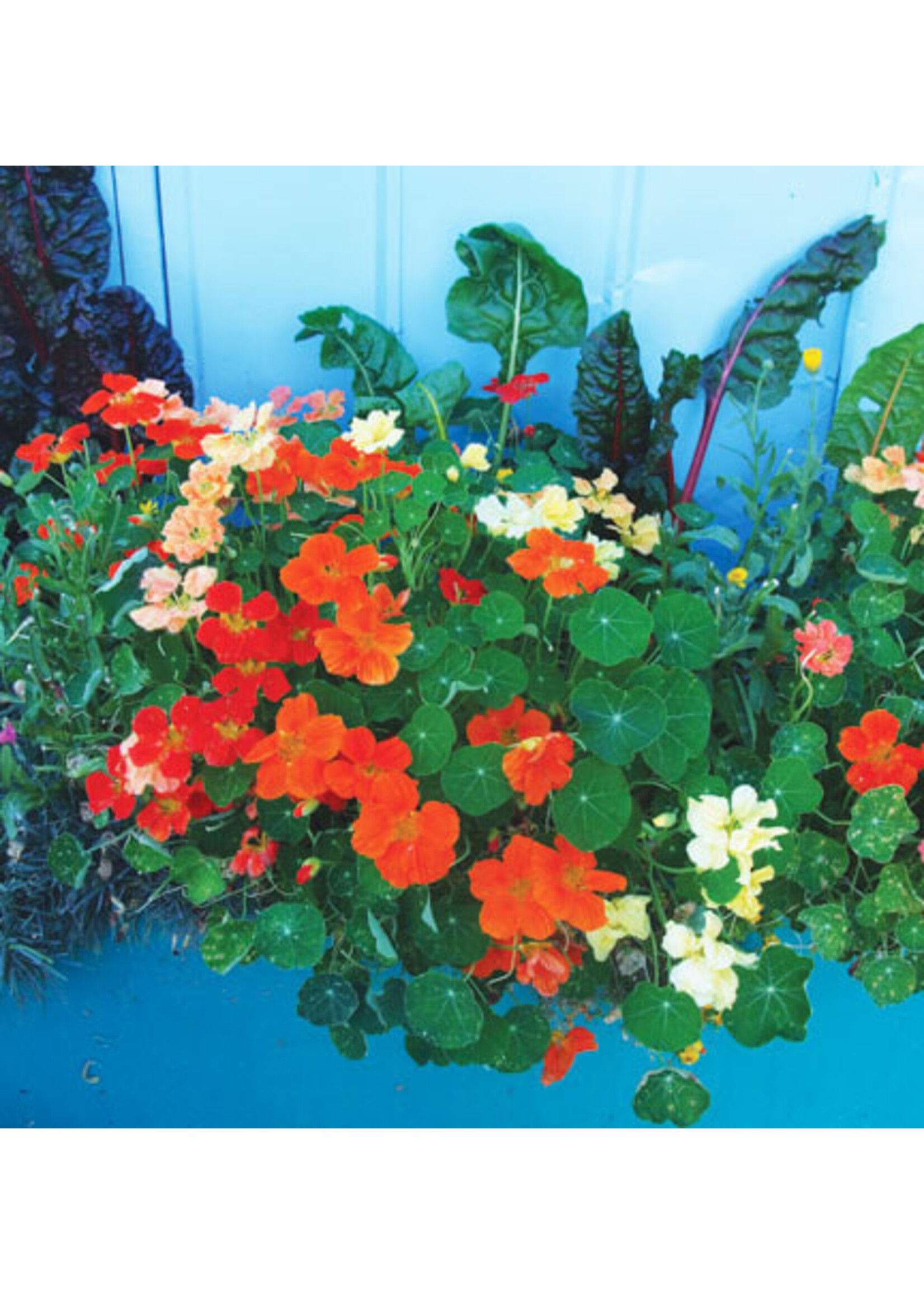 Quail Seeds Nasturium - Jewel Mix - Quail Seeds