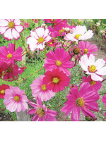 Quail Seeds Cosmos - Sensation Mix