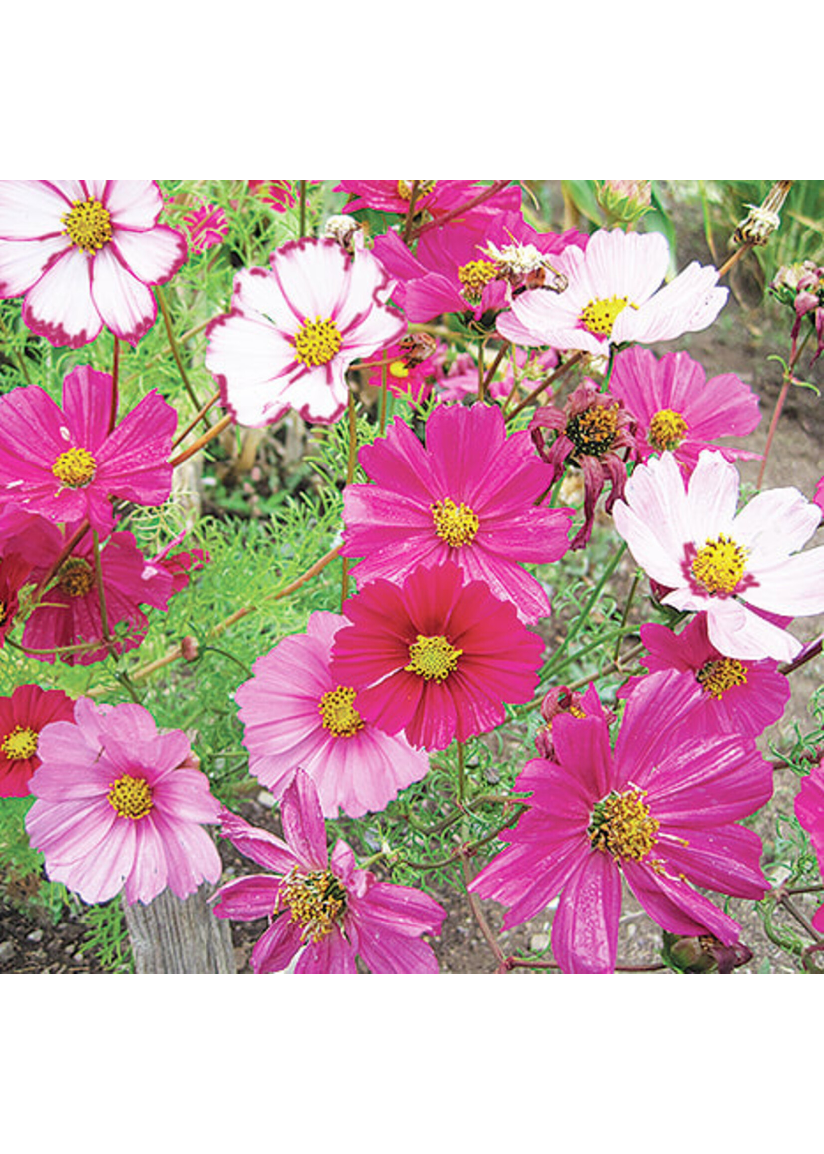 Quail Seeds Cosmos - Sensation Mix