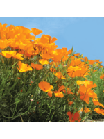 Quail Seeds Poppy - California