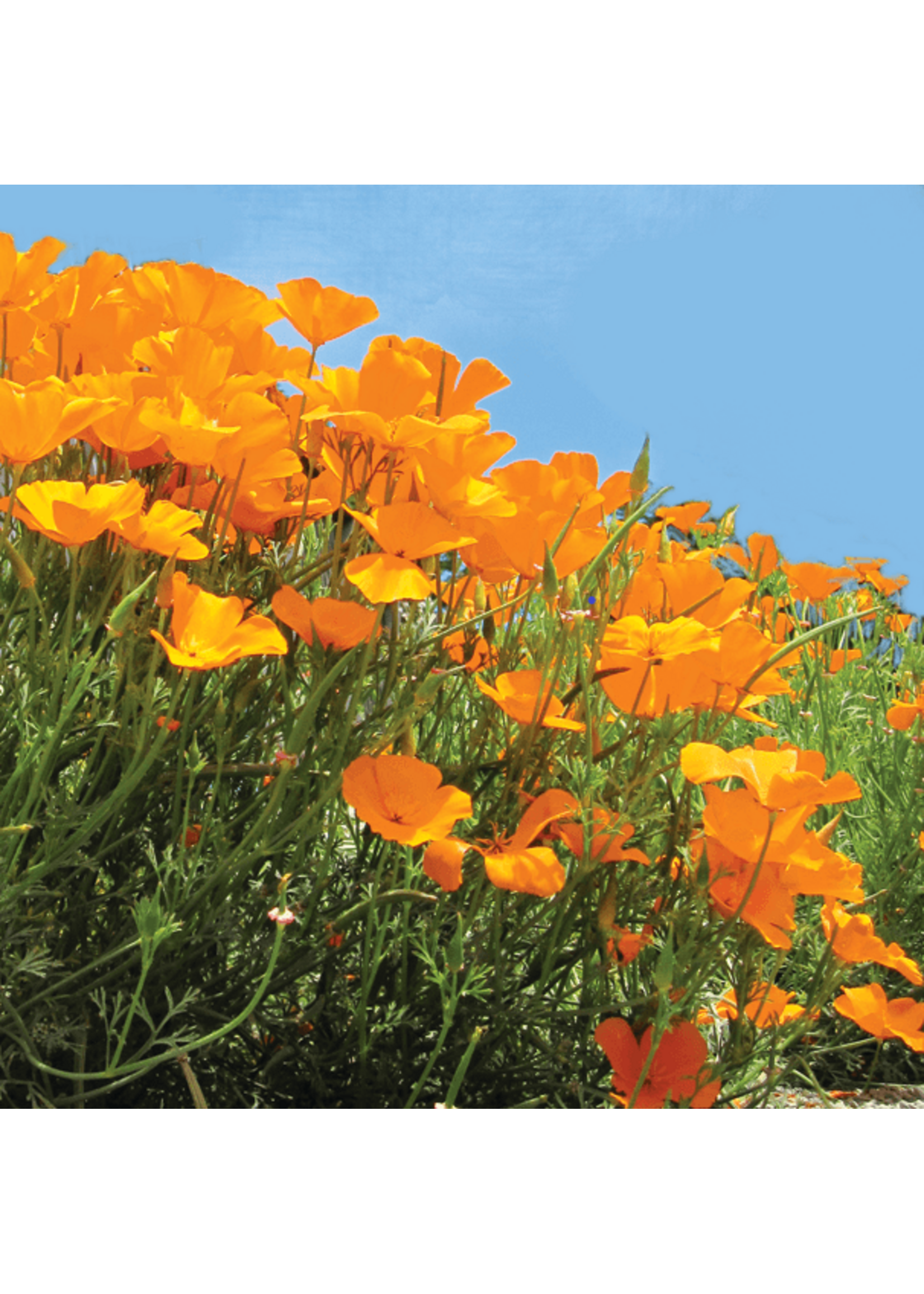 Quail Seeds Poppy - California